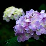 Hortensias violets et blancs